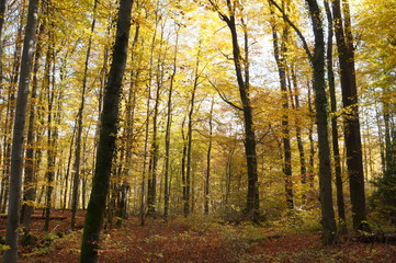 Fototapeta premium lichteinfall2