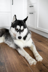portrait of siberian husky at home. dog
