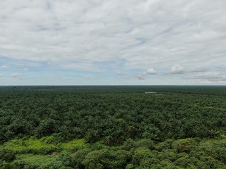 The Palm Oil Estates at Sarawak, the Borneo Island, Malaysia