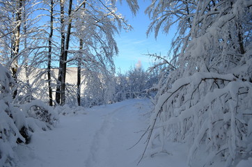 Trees covered with hoarfrost and snow in mountains
