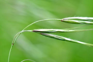 Spring grass close-up with soft focus. Spring abstract composition. 