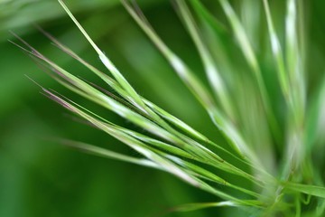 Fototapeta premium Spring grass close-up with soft focus. Spring abstract composition. 