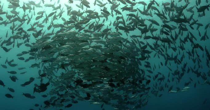 Amazing shoal of fish in the Pacific Ocean. Underwater marine life with tropical bigeye jack fish in the blue water. Diving in the Ocean