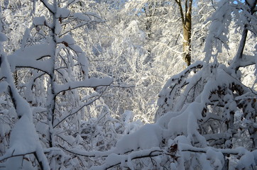 Trees covered with hoarfrost and snow in mountains