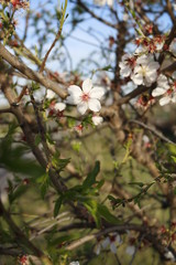 árbol en floración 2