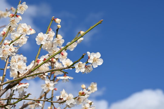 Plum Blossoms at okamoto park