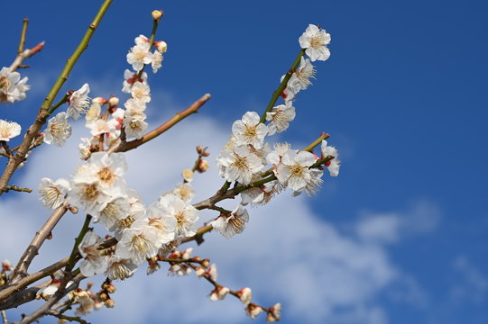 Plum Blossoms at okamoto park