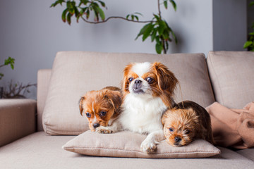 The three beautiful thoroughbred Pekingese at home
