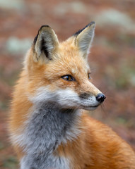 Red fox (Vulpes vulpes) portrait closeup in Algonquin Park, Canada