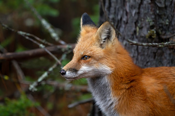 Naklejka na ściany i meble Red fox (Vulpes vulpes) portrait closeup in Algonquin Park, Canada