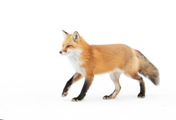 Red fox Vulpes vulpes isolated on white background with a bushy tail hunting in the freshly fallen...