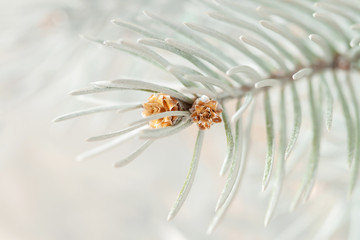 Painted white spruce branch macro with little cones and pine needles
