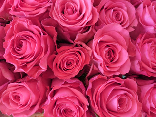 Bouquets of pink roses close-up