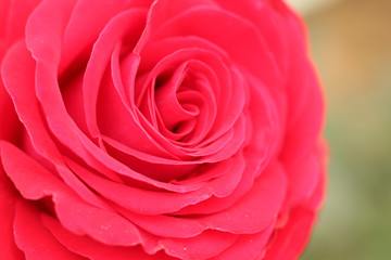 Macro photo of a red rose
