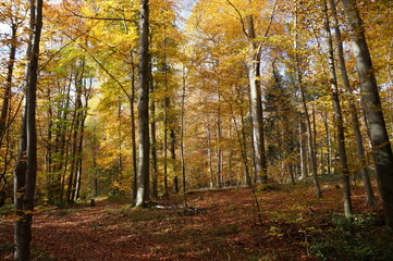 Obraz premium herbstlich2