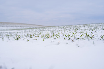 Wheat field covered with snow in winter season. Winter wheat. Green grass, lawn under the snow. Harvest in the cold. Growing grain crops for bread. Agriculture process with a crop cultures.