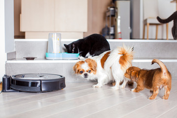 Dogs and cats playing together at home while robotic vacuum cleaner cleaning the room