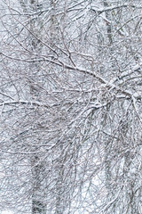 Fairytale fluffy snow-covered trees branches, nature scenery with white snow and cold weather. Snowfall in winter park