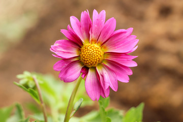 Pink dalia flower with soft defocus background