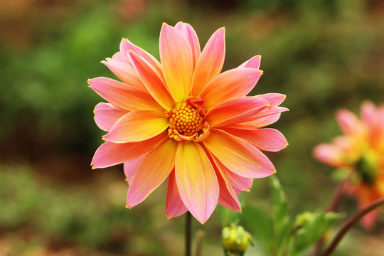 pink and orange color dalia flower