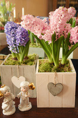 Hiacynty walentynki © mlaine