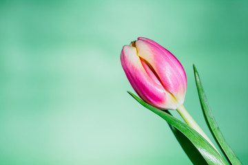 pink tulip on green background, mothers day background with tulip flower and copy space,  spring floral card design for woman's day or easter celebration