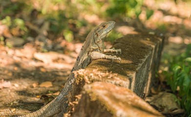 Iguana waiting for pint