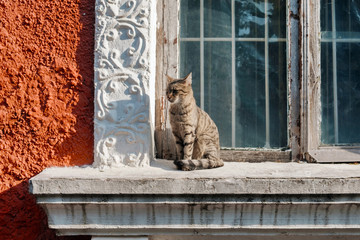 Stray cat sitting the window sill