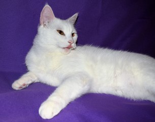 white cat on a lilac background