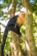 Panamanian White Faced Capuchin Costa Rica