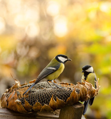 Great tit birds eating sunflower seeds from dry flower in a autumn garden. Fall seasonal background with smart little birds. © Hanna Aibetova