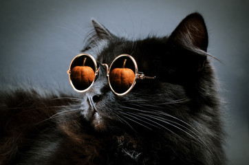 Portrait of Gorgeous fluffy black cat wearing moony sunglasses with pumpkin reflection in it against darkness. - Powered by Adobe