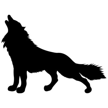 black silhouette of wild animal howling wolf standing with fluffy shaggy tail