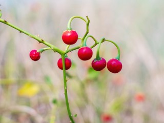 Bunch of ripe Solanum trilobatum fruit.(Ma-Waeng-Krua) Thai herb.