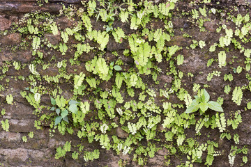 Ancient brick wall covered with ferns and moss forming an attractive background with green textures.