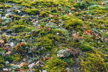Green moss background texture in a wood