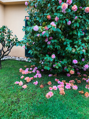 Blooming camellia tree with pink flowers, flowers on the tree and on the green grass