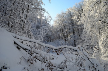 Trees covered with hoarfrost and snow in mountains