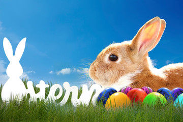 Ostereier und Hase im Gras