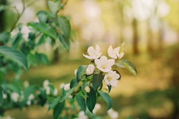 flowering branches of spring cherry. Soft selective focus. Spring floral texture.