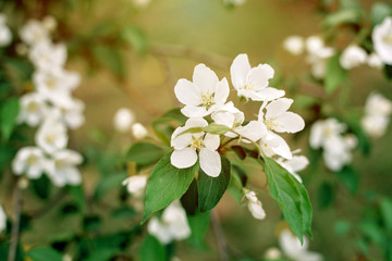 flowering branches of spring cherry. Soft selective focus. Spring floral texture.