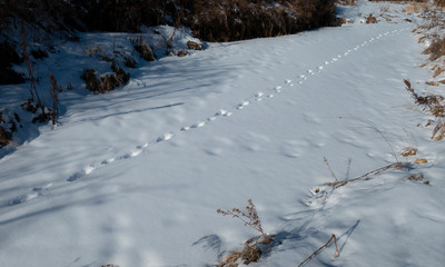 tracks on winter creek
