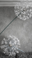 two giant artificial dandelions in the interior against the wall in pastel colors