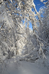 Trees covered with hoarfrost and snow in mountains