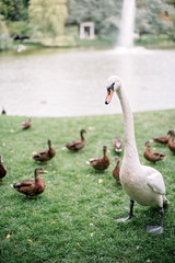 Beautiful lonely white swan on the lake among ducks.