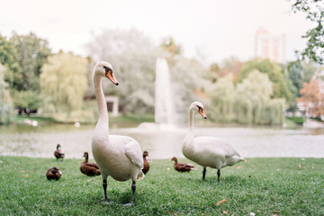 A loving couple of white swans walk on the lake among the ducks.