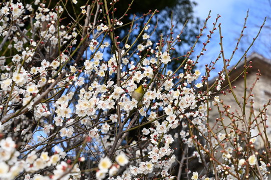 Plum Blossoms at okamoto park
