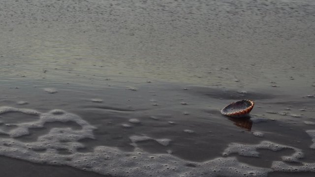 Video on the beach of Port Ginesta of the waves at dawn over a shell in Barcelona.