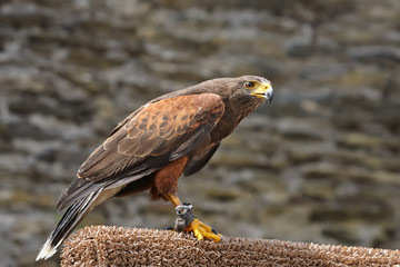 Close up of a golden eagle in captivity against a dark background