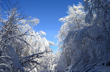 Trees covered with hoarfrost and snow in mountains